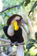 Wreathed Hornbill Or Bar-pouched Wreathed Hornbill (Rhyticeros Undulatus), Indonesia