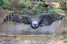 Harpy Eagle ((Harpia Harpyia) Flying From A Pond, Brazil