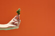 Hand hold dry marijuana bud on orange background