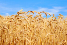 Golden Wheat Field At Sunset With Bright Blue Sky.  Agriculture Farm And Farming Concept