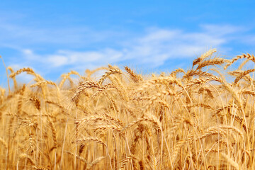 Golden wheat field at sunset with bright blue sky.  Agriculture farm and farming concept