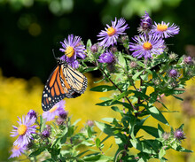 Monarch Butterfly And Purple Asters, Acushnet River Reserve, Massachusetts