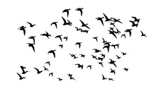 Flying Birds. Vector Image. White Background. 