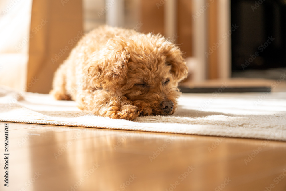 寝ているトイプードル Stock Photo | Adobe Stock
