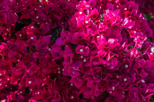 A Red Violet Bougainvillea Flower In Palm Springs, California