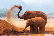 Baby Elephant And Mother Playing In Northern Thailand