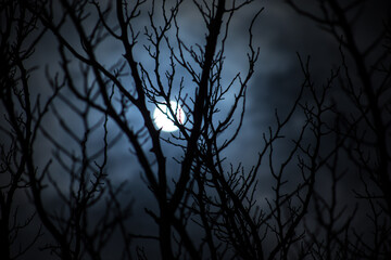Wall Mural - the full moon in cloudy sky seen through branches of trees at night