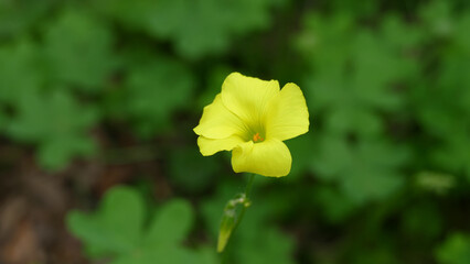 Fiore selvatico