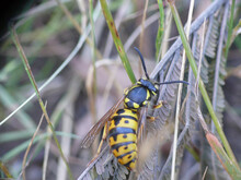 Eine Invasive Europäische Wespenkönigin In Australien.
