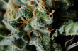 Close up trichomes on fresh marijuana bud. Macro cannabis