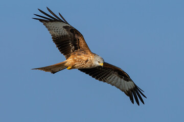 Wall Mural - Red kite, milvus milvus, flying on clear sky with spread wings in summer. Bird of prey in the air on blue background. Feathered predator moving in wilderness.