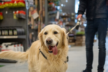 Wall Mural - portrait of a happy golden retriever dog in a garden and pet shop, dogs allowed in the store, dog friendly shop, dog happy in love looking at camera