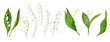 Watercolor clip art. Lilies of the valley. Twigs and leaves. White spring flowers.