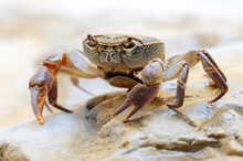 Freshwater Land Crab In The Stream Arugot (Ein Gedi Nature Reserve) In Israel