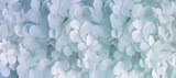 Fototapeta Kwiaty - małe białe kwiaty hortensji jako tło, kwiatowe tło