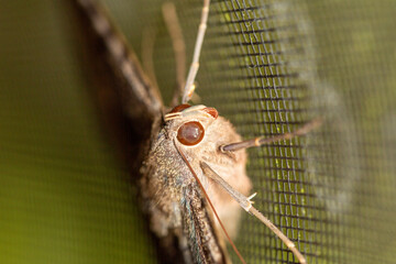 Close up of a black witch moth