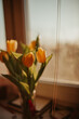 Tulipan przy oknie