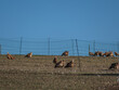 Freilandhühner auf dem Feld