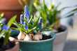 Blue muscari flowers in pot in sunlight