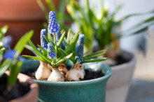 Blue Muscari Flowers In Pot In Sunlight