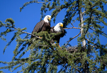 pair of bald eagles perched on a pine tree close to each other in southern california