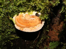 Orange Bracket Fungi Growing On Tree Bark