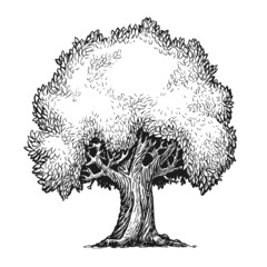 Tree with leaves sketch. Nature concept vintage vector illustration