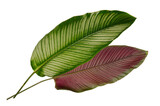 Fototapeta  - Calathea ornata ( Pin-stripe-calathea) tropical leaves isolated on white background.