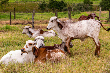 Girolando calf confined in a dairy farm