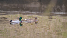 A Couple Of Mallard Ducks Swims In The River