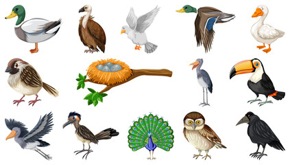 Canvas Print - Different kinds of birds collection