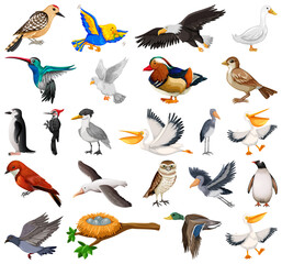 Sticker - Different kinds of birds collection