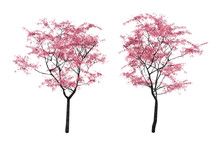 Isometric Sakura Tree 3d Rendering