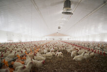 This Is What A Chicken Party Looks Like. Shot Of A Large Flock Of Chicken Hens All Together In A Big Warehouse On A Farm.