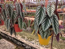 Heart Shaped Dark Green Leaves With White Markings Of Rex Begonia Vine (Cissus Discolor)