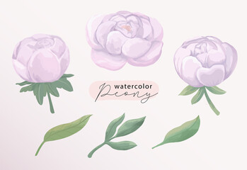 Poster - Peony watercolor illustration set. Botanical violet purple flower and leaf collection art element. Flower clip art isolated.