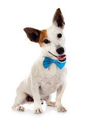 Wall Mural - jack russel terrier