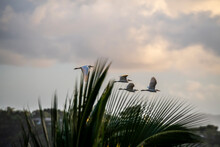 A Flock Of White Herons Flying Over The Sea At Sunset 