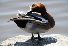 Eurasian Wigeon In The Pond
