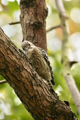 Canvas Print - japanese pigmy woodpecker on the tree