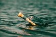Message in a bottle floating on the ocean waves. Calling for help.
