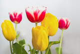 Fototapeta Tulipany - red and yellow tulips on white