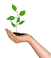 Wall Mural - Close up of Sapling in hand