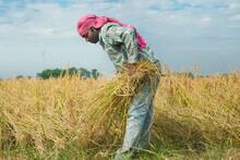 Farmer Cutting Paddy In Rural, India