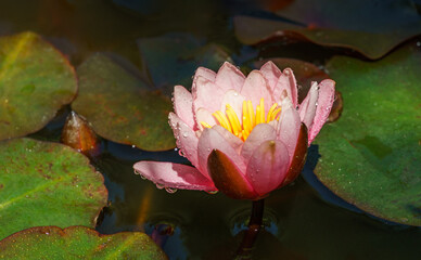 Pink water lily or lotus flower Marliacea Rosea in garden pond. Close-up of Nymphaea with water drops on blurry green water. Flower landscape for nature wallpaper with copy space. Selective focus