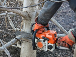 Wall Mural - a gardener with an orange chainsaw saws off the lower branches on a walnut tree, seasonal pruning of trees in a garden or park, a worker with a gasoline saw cuts the branches of a tree