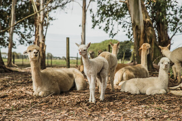 alpaca on natural background, llama on a farm, domesticated wild animal cute and funny with curly hair used for wool