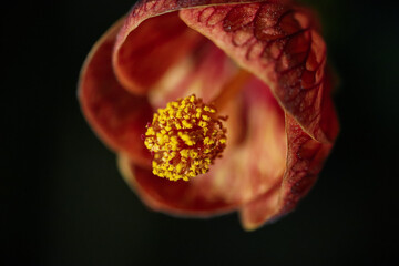 Wall Mural - close up of a orange flower