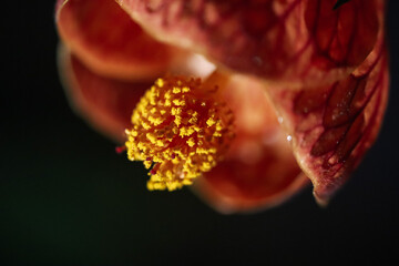 Wall Mural - close up of a orange flower