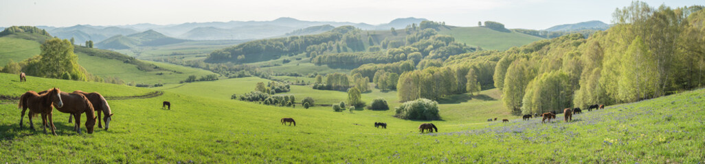 Wall Mural - Morning rural landscape, horses graze in a spring meadow, panoramic view